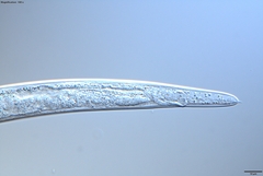 Bursaphelenchus xylophilus