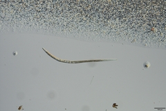 Bursaphelenchus xylophilus