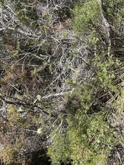 Melaleuca capitata