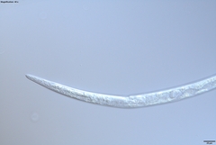 Bursaphelenchus xylophilus