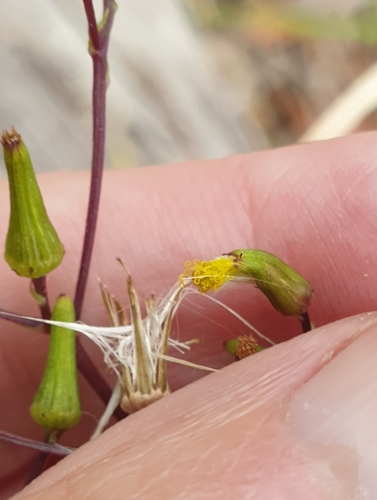 Image of Senecio picridioides by (c) Rosalie Lawrence, some rights reserved (CC BY)