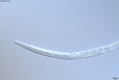 Bursaphelenchus xylophilus