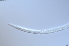 Bursaphelenchus xylophilus