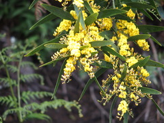 Daviesia laxiflora