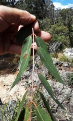 Angophora floribunda