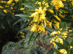 Daviesia laxiflora