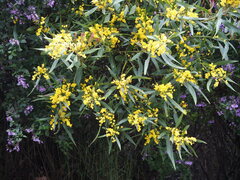 Daviesia laxiflora