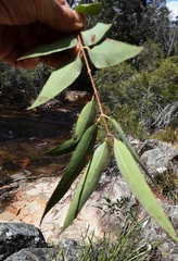 Angophora floribunda