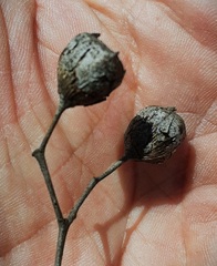 Angophora floribunda