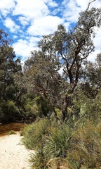 Angophora floribunda