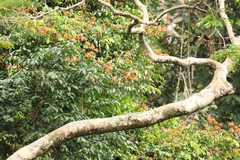 Griffonia physocarpa