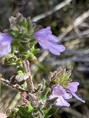 Prostanthera densa