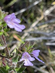 Prostanthera densa