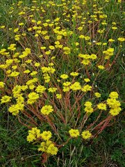 Petrosedum rupestre