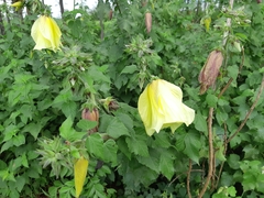 Hibiscus calyphyllus