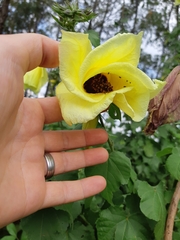 Hibiscus calyphyllus