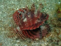 Dendrochirus brachypterus