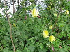 Hibiscus calyphyllus