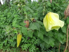 Hibiscus calyphyllus