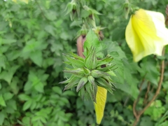 Hibiscus calyphyllus