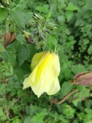 Hibiscus calyphyllus