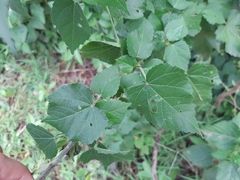 Hibiscus calyphyllus