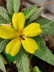 Ischiodon scutellaris