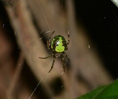 Araneus unanimus