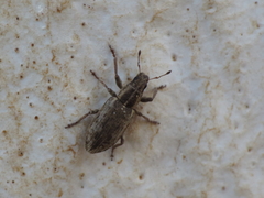 Sitona discoideus