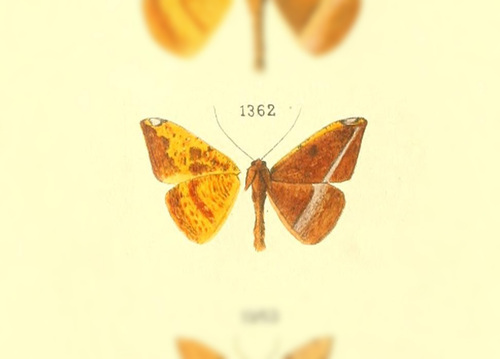 Pyrinia niligenata