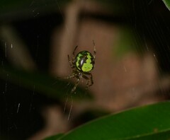 Araneus unanimus
