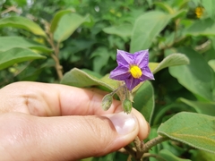 Solanum campylacanthum