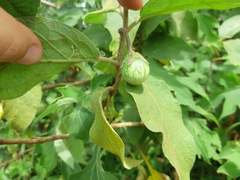 Solanum campylacanthum