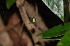 Araneus unanimus