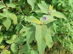 Solanum campylacanthum