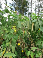 Solanum campylacanthum
