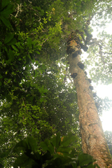 Omphalocarpum lecomteanum