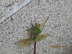 Anax parthenope julius