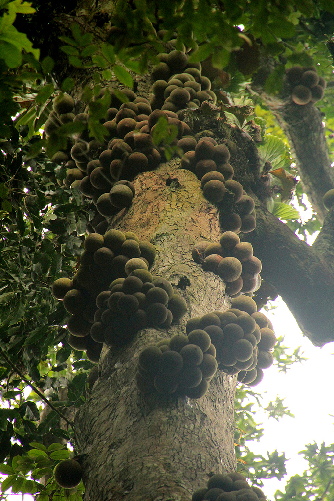 Omphalocarpum lecomteanum