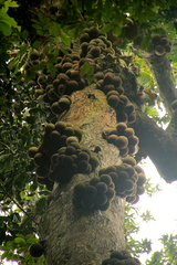 Omphalocarpum lecomteanum