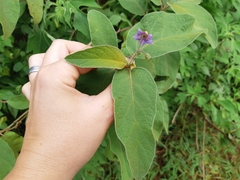Solanum campylacanthum