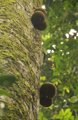 Omphalocarpum lecomteanum