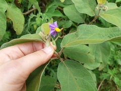Solanum campylacanthum