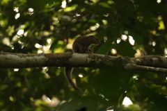 Heliosciurus rufobrachium