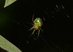 Araneus unanimus