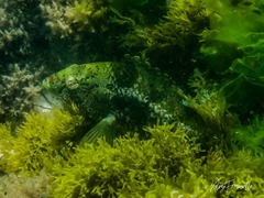 Notolabrus parilus
