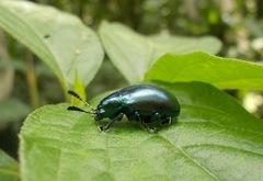 Platycorynus
