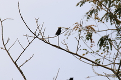 Psalidoprocne nitens