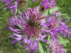 Spilomyia diophthalma