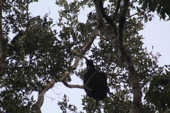 Alouatta pigra